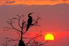 Anhinga silhouetted at sunset, Circle Bar B Ranch, Florida, Anhinga anhinga, Art Print